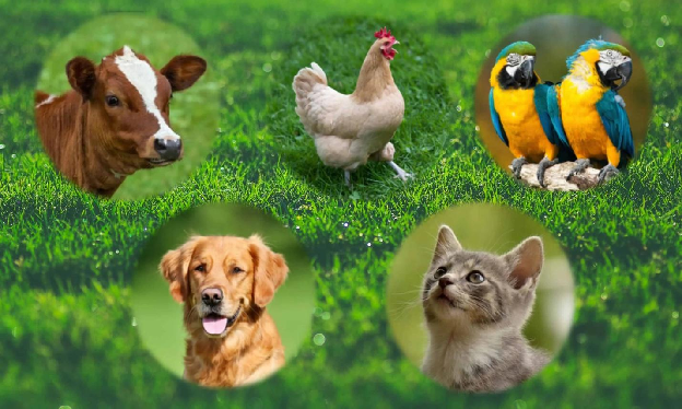 Herd of cattle grazing